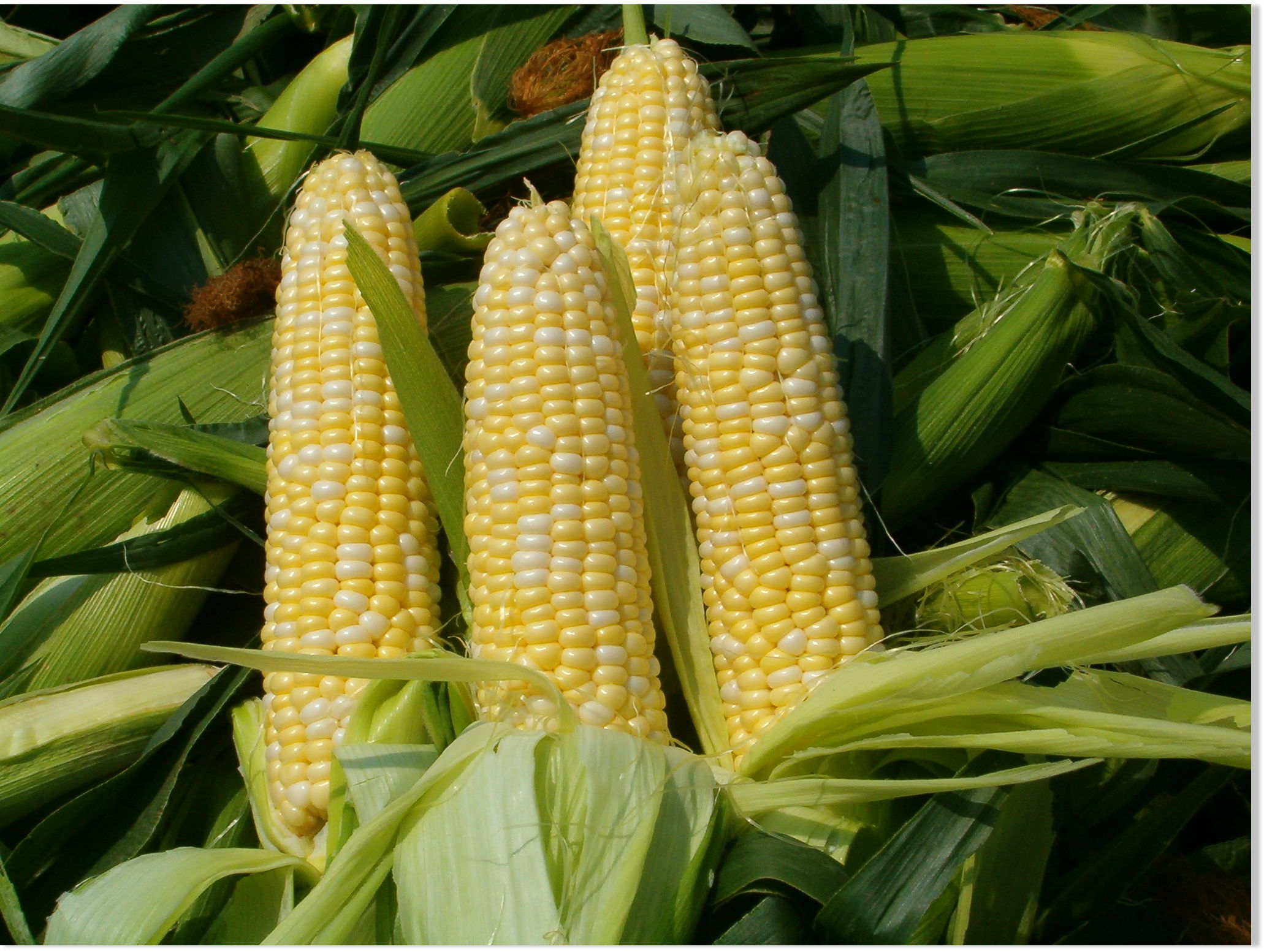 Corn me. Кукуруза саммер Свит. Кукуруза Санденс. Кукуруза саммер Свит f1.