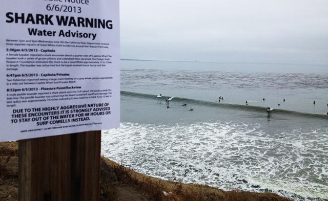 Fake Shark Warning_1