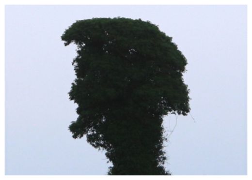 Elvis Looking Tree!