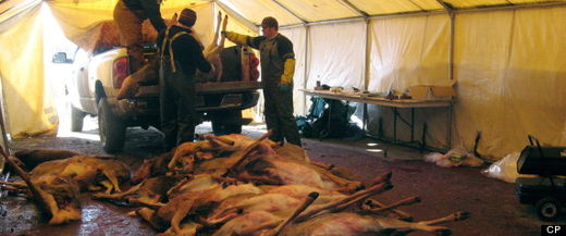 Click to enlarge wasting disease