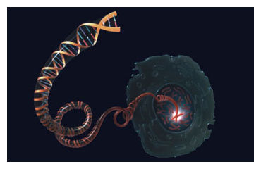 DNA Molecule