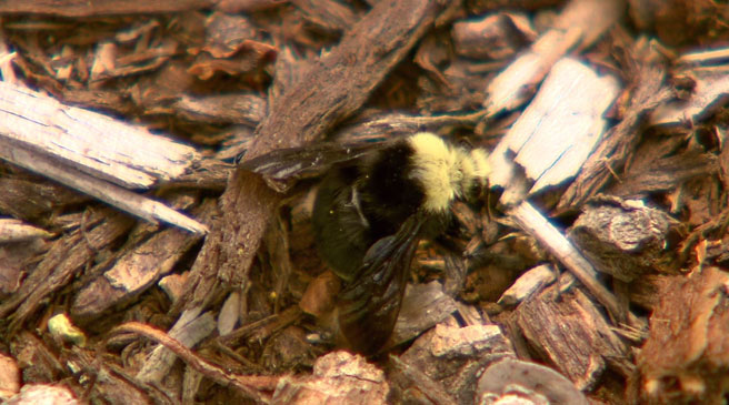 Dead Bees_1