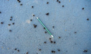 Dead Bees_3