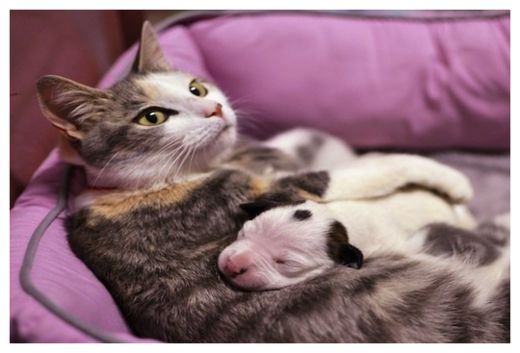Mama Cat