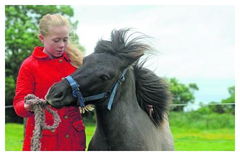 Shetland Pony