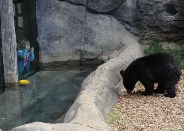 Black Bear