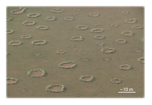 Fairy Circles