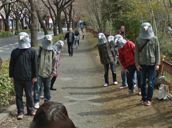 Pigeon Heads