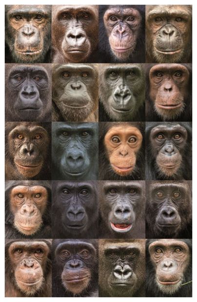 Great Apes