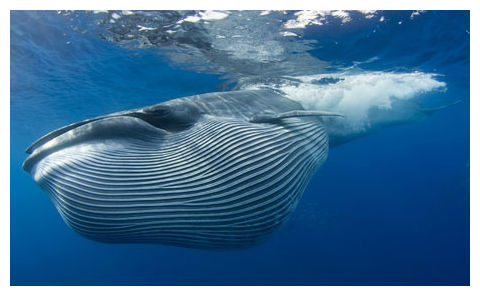 Whale
