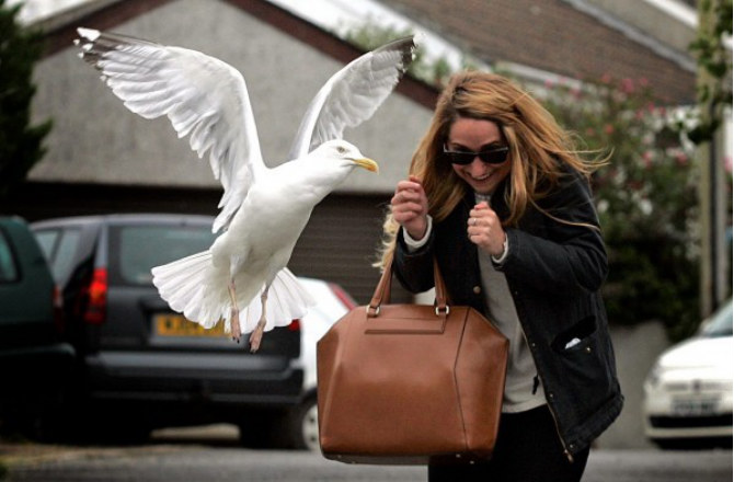 Seagull Attacks