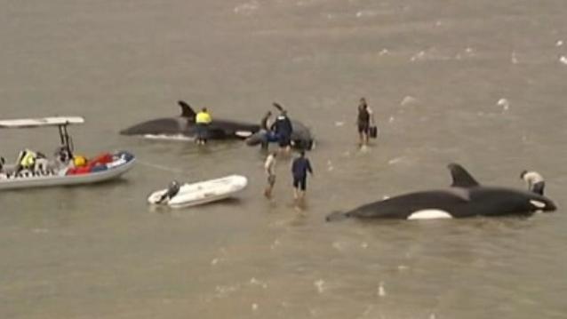 Stranded Whales