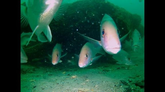 Click to enlarge Forest Fish