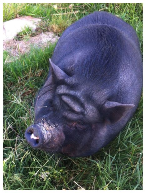Yoda Pig?