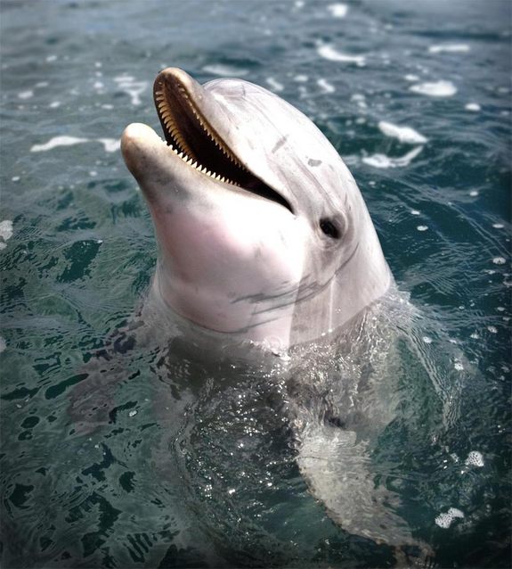Click to enlarge Dolphin