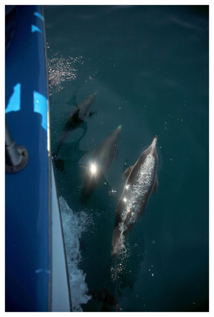 Click to enlarge Dolphins