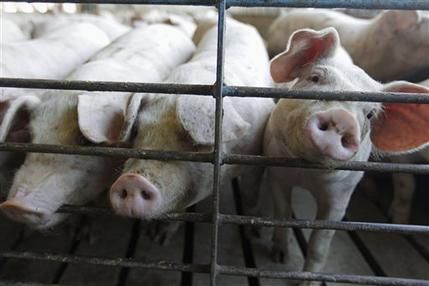 piggies