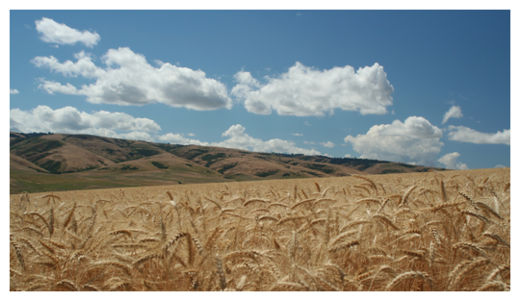 Click to enlarge GMO Wheat