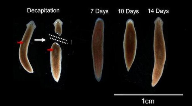 Planarian_1