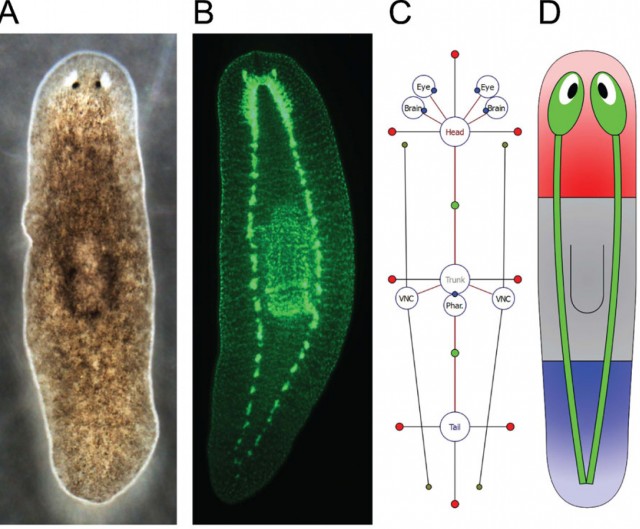 Planarian_2