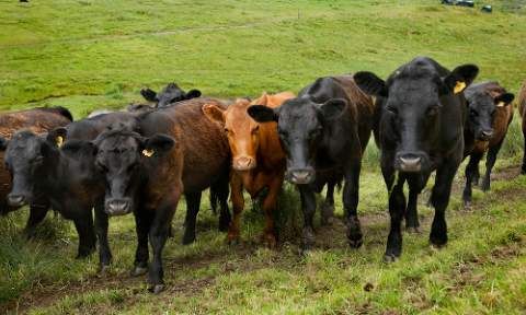 livestock