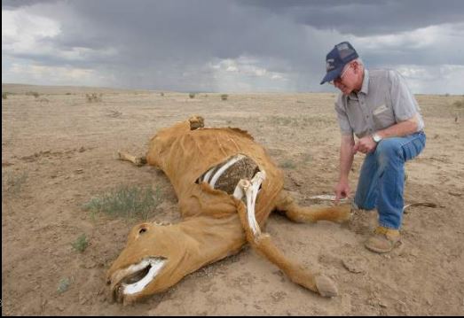 Cattle Mutilations_1