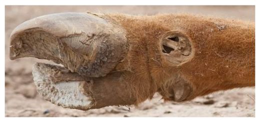 Cattle Mutilations_2