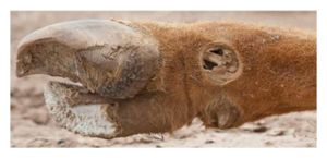 Click to enlarge Cattle Mutilations_2