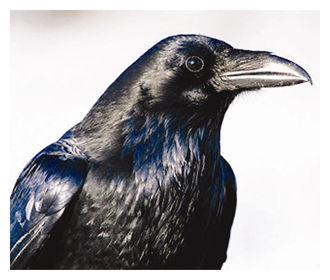 Crow