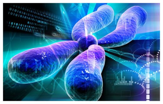 Chromosomes
