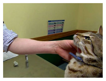 Hypoallergenic Cat