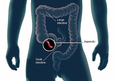 appendix,blinddarm