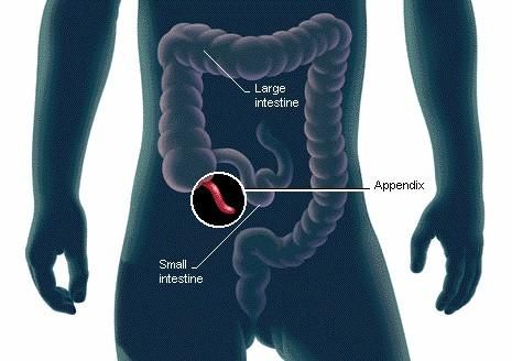 Scientists finally discover the function of the human appendix - but go