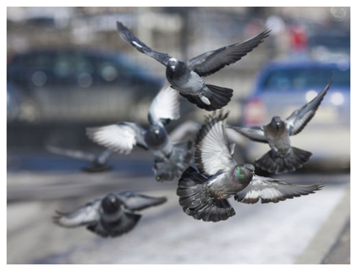 Pigeons