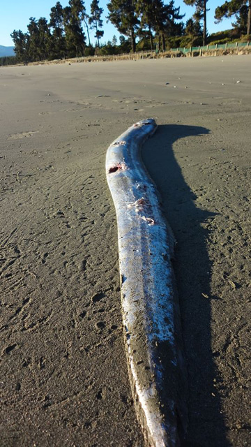 Giant Frostfish