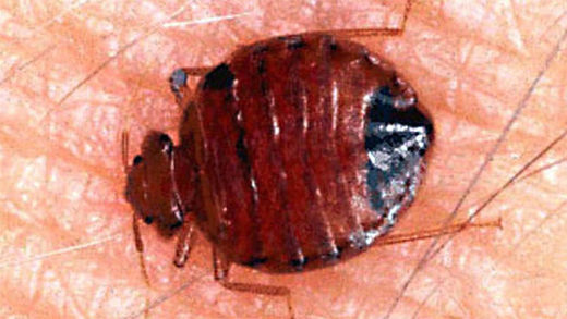 bed bug