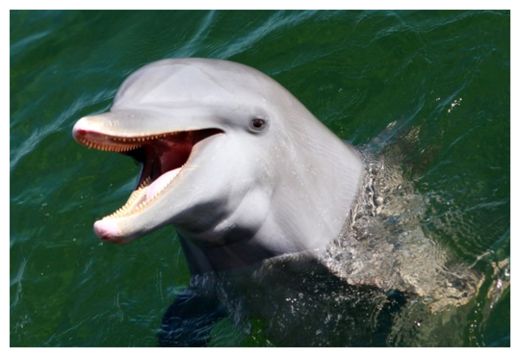 Dolphin