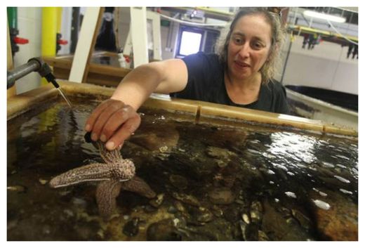 Starfish