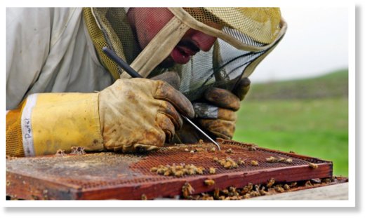 Bees