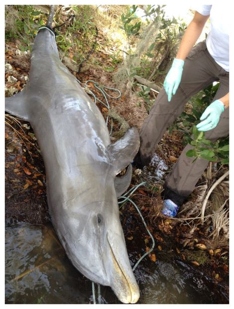 Dolphins Die Off