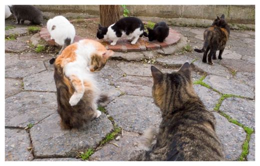 Feral Cats