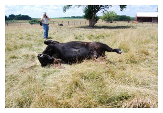 Cattle Mutilation