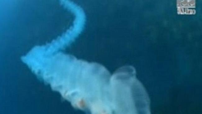 Unicorn of the Sea