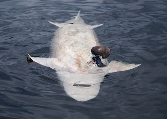 Dead Sturgeon