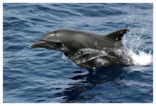 Click to enlarge Dolphins