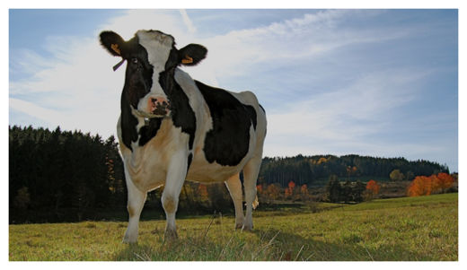Cow