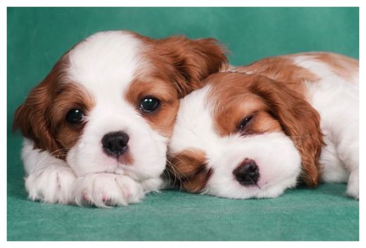 Puppies
