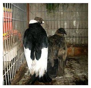 Condors