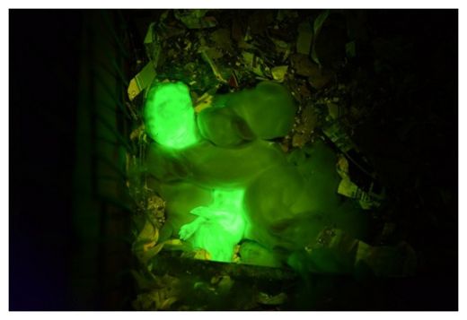 Transgenic Mice