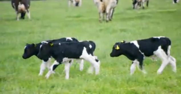 Triple Cow Birth_1